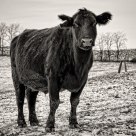 Mooving Along